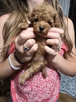 Rider, a male Poodle - Toy  for sale in Mayhill, NM – 1 of 7