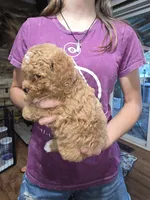 Teddy, a male Poodle - Miniature  for sale in Mayhill, NM – 4 of 5