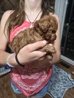 Baron, a male Poodle - Toy  for sale in Mayhill, NM – 4 of 7