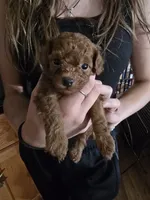 Baron, a male Poodle - Toy  for sale in Mayhill, NM – 3 of 7