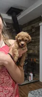 Selena , a female Poodle - Toy  for sale in Mayhill, NM – 2 of 3