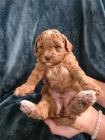 Sierra, a female Poodle - Miniature  for sale in Mayhill, NM – 5 of 8