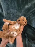 Forest, a male Poodle - Miniature  for sale in Mayhill, NM – 4 of 7
