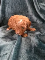 Sierra, a female Poodle - Miniature  for sale in Mayhill, NM – 3 of 8