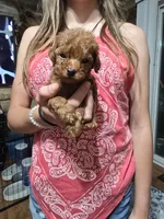 Baron, a male Poodle - Toy  for sale in Mayhill, NM – 2 of 7