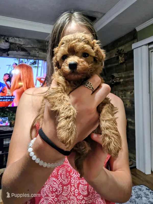 Selena  – Poodle - Toy  puppy on hold in Mayhill, NM