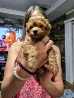 Selena , a female Poodle - Toy  for sale in Mayhill, NM – 1 of 3