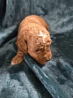 Forest, a male Poodle - Miniature  for sale in Mayhill, NM – 7 of 7