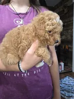 Teddy, a male Poodle - Miniature  for sale in Mayhill, NM – 2 of 5
