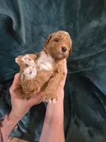 Forest, a male Poodle - Miniature  for sale in Mayhill, NM – 5 of 7