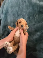 Ridge , a male Poodle - Miniature  for sale in Mayhill, NM – 4 of 7