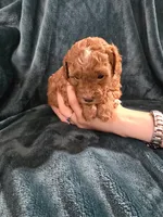 Sierra, a female Poodle - Miniature  for sale in Mayhill, NM – 4 of 8