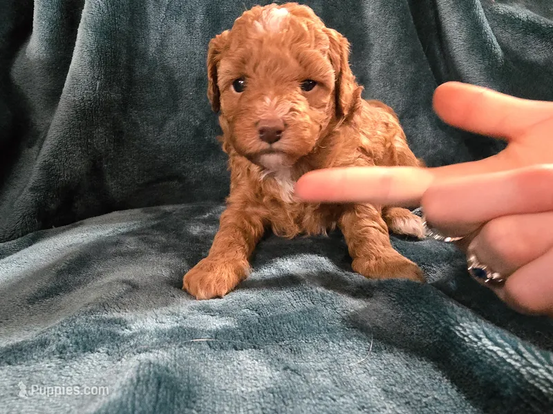 Sierra – Poodle - Miniature  puppy on hold in Mayhill, NM