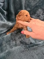 Olaf, a male Poodle - Toy  for sale in Mayhill, NM – Photo 3 of 5