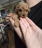 Teacup Hans, a male Poodle - Toy  for sale in Mayhill, NM – Photo 2 of 5