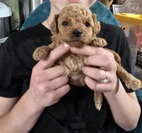 Teacup Hans, a male Poodle - Toy  for sale in Mayhill, NM – Photo 1 of 5