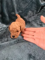 Olaf, a male Poodle - Toy  for sale in Mayhill, NM – Photo 2 of 5