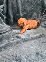 Olaf, a male Poodle - Toy  for sale in Mayhill, NM – Photo 4 of 5