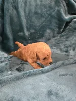 Olaf, a male Poodle - Toy  for sale in Mayhill, NM – Photo 5 of 5