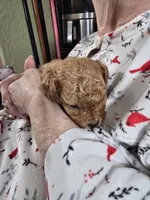 Hans, a male Poodle - Toy  for sale in Mayhill, NM – Photo 2 of 2