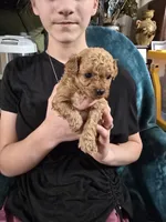 Teacup Hans, a male Poodle - Toy  for sale in Mayhill, NM – Photo 3 of 5