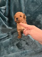 Olaf, a male Poodle - Toy  for sale in Mayhill, NM – Photo 1 of 5