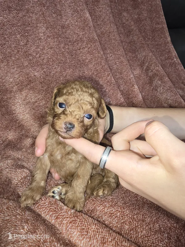 Petunia  – Poodle - Toy  puppy on hold in Mayhill, NM