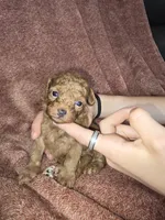 Petunia , a female Poodle - Toy  for sale in Mayhill, NM – 1 of 7