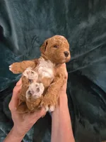 Forest, a male Poodle - Miniature  for sale in Mayhill, NM – 6 of 7