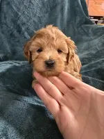 Riley, a male Poodle - Toy  for sale in Mayhill, NM – Photo 4 of 9