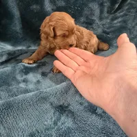 Riley, a male Poodle - Toy  for sale in Mayhill, NM – Photo 9 of 9