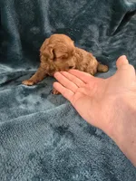 Oaken, a male Poodle - Toy  for sale in Mayhill, NM – Photo 1 of 5