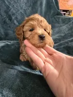 Riley, a male Poodle - Toy  for sale in Mayhill, NM – Photo 6 of 9