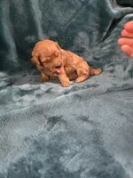 Oaken, a male Poodle - Toy  for sale in Mayhill, NM – Photo 5 of 5