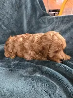 Riley, a male Poodle - Toy  for sale in Mayhill, NM – Photo 5 of 9