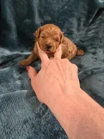 Oaken, a male Poodle - Toy  for sale in Mayhill, NM – Photo 4 of 5