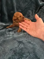 Oaken, a male Poodle - Toy  for sale in Mayhill, NM – Photo 3 of 5