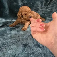 Riley, a male Poodle - Toy  for sale in Mayhill, NM – Photo 8 of 9