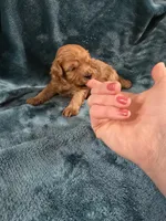 Oaken, a male Poodle - Toy  for sale in Mayhill, NM – Photo 2 of 5