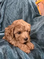 Riley, a male Poodle - Toy  for sale in Mayhill, NM – Photo 1 of 9