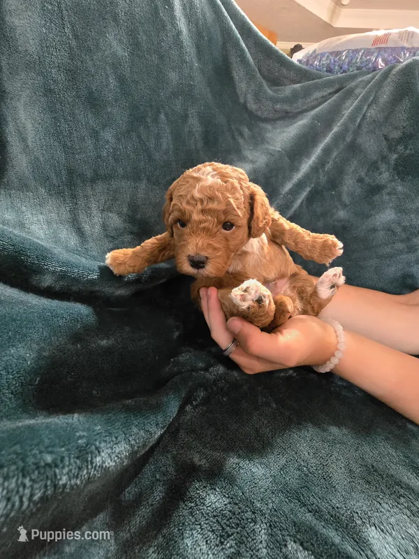 Forest – Poodle - Miniature  puppy for sale in Mayhill, NM
