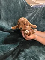 Forest, a male Poodle - Miniature  for sale in Mayhill, NM – 1 of 7