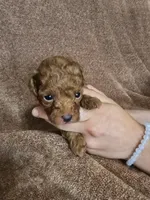 Petunia , a female Poodle - Toy  for sale in Mayhill, NM – 5 of 7
