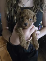 Baron, a male Poodle - Toy  for sale in Mayhill, NM – 6 of 7