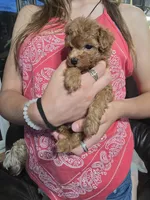 Selena , a female Poodle - Toy  for sale in Mayhill, NM – 3 of 3