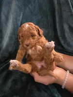 Sierra, a female Poodle - Miniature  for sale in Mayhill, NM – 2 of 8