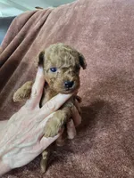 Rider, a male Poodle - Toy  for sale in Mayhill, NM – 7 of 7