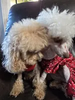 Sierra, a female Poodle - Miniature  for sale in Mayhill, NM – 8 of 8