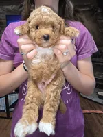 Teddy, a male Poodle - Miniature  for sale in Mayhill, NM – 5 of 5