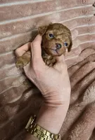 Petunia , a female Poodle - Toy  for sale in Mayhill, NM – 4 of 7
